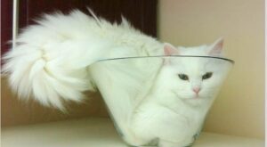 Los gatitos contorsionistas más monos del mundo