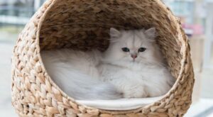 ¡No es mala fama! Las razones científicas de por qué los gatitos son antisociales