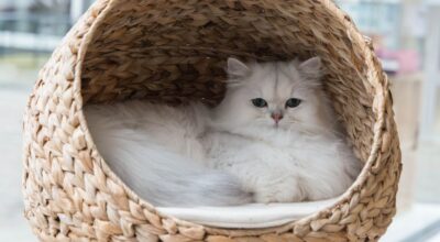 ¡No es mala fama! Las razones científicas de por qué los gatitos son antisociales