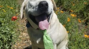 Beaux, el perro «feo» que por fin es feliz