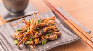 Comer insectos es bueno para la salud