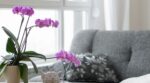 Cómo cuidar una orquídea: trucos y curiosidades que debes saber