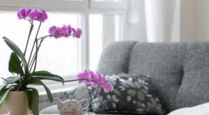 Cómo cuidar una orquídea: trucos y curiosidades que debes saber