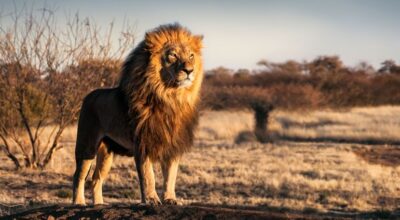 Test: ¿qué animal eres según tu personalidad?