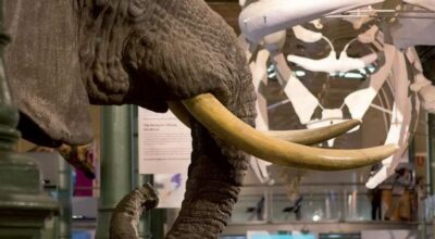 Planes con niños: visita al Museo de Ciencias Naturales de Madrid
