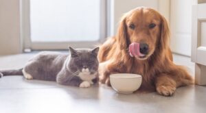 Piensos, snacks y accesorios para mimar a tus mascotas