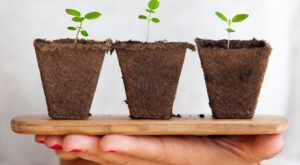 5 herramientas ingeniosas para cuidar tus plantas con éxito