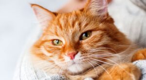 ¿Cómo eliminar el pelo de tus mascotas en casa?