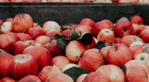 Propiedades de la manzana: la fruta por excelencia para la salud