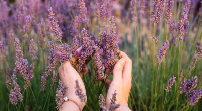 6 plantas para cuidarnos y mejorar el aspecto de nuestra piel