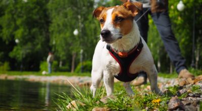 Los mejores arneses de perros del 2019 para cada situación