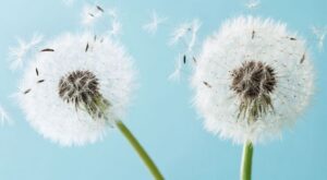 Remedios naturales para aliviar los síntomas de la alergia