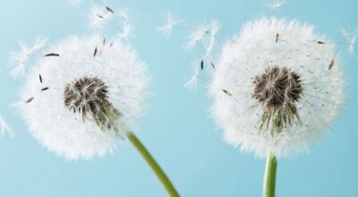 Remedios naturales para aliviar los síntomas de la alergia