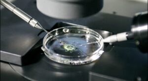 La nueva regulación de donación de óvulos y espermatozoides aboga por un gesto altruista en la reproducción asistida