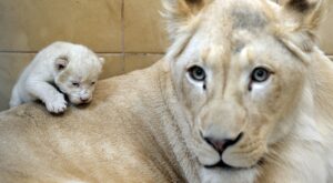 Una leona blanca da a luz a trillizos en Polonia