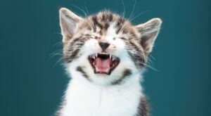 ¡SOS animales! Las peores torturas a las que el ser humano les somete