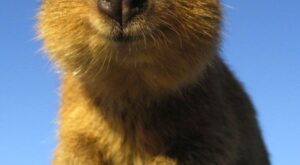 Quokka: ¿quién es este animalito tan mono?