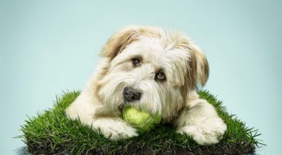 ¿Te gustan los perros? Momentos épicos del mejor amigo del hombre