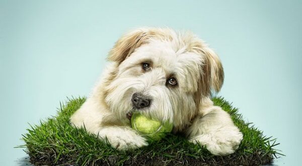 ¿Te gustan los perros? Momentos épicos del mejor amigo del hombre