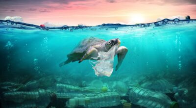 Los famosos más implicados con el Día Mundial de los océanos