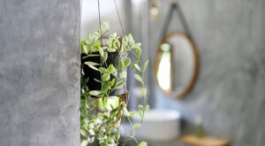 10 plantas para el baño que crecen (casi) solas