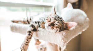 Un paraíso de escalada para tu gatito que puedes hacer en casa tú mismo