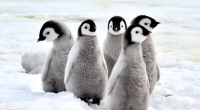 5 datos insólitos que no sabías sobre los animales