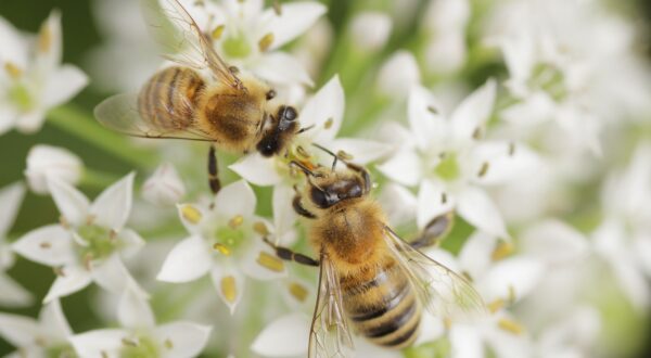 Cosméticos con veneno de abeja, ¿cómo funcionan?