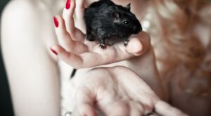 ¿Qué significa soñar con ratones?