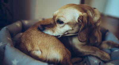 Cómo saber si tengo pulgas en casa: trucos para detectarlas y eliminarlas