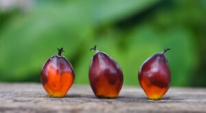 Esto es lo que provoca en tu organismo el consumo de aceite de palma