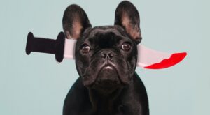 Carnaval para mascotas: ¡los disfraces más originales y divertidos!