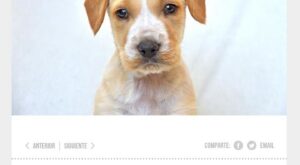 Supervivientes: ¿Qué ha dicho Violeta Mangriñán para que los animalistas la odien?