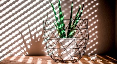 Aloe vera para el pelo: ¿lista para estrenar melena?