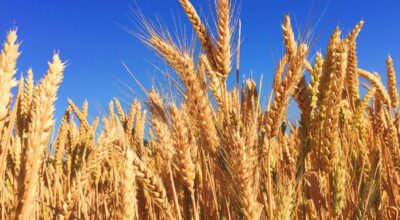 La cebada, ¿conoces todos sus beneficios?