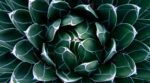 ¿Es el sirope de agave un buen sustituto del azúcar?