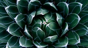 ¿Es el sirope de agave un buen sustituto del azúcar?