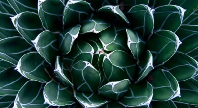 ¿Es el sirope de agave un buen sustituto del azúcar?