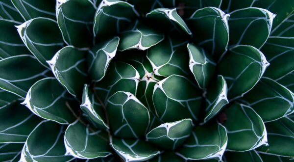 ¿Es el sirope de agave un buen sustituto del azúcar?