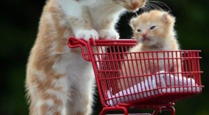 Mi mamá me mima: ¡Los cachorritos más tiernos!