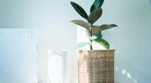 Estos son todos los beneficios de tener un humidificador en casa