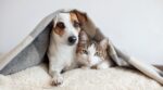 Ya puedes solicitar veterinario gratis si estás en situación vulnerable, así es como se hace