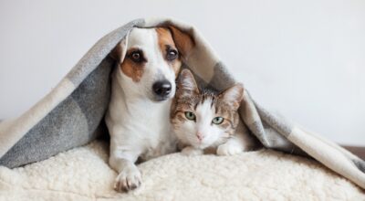 Ya puedes solicitar veterinario gratis si estás en situación vulnerable, así es como se hace