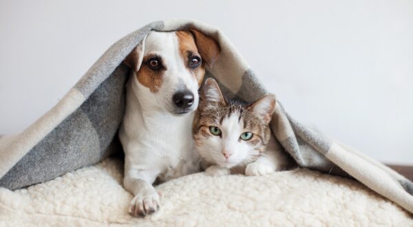 Ya puedes solicitar veterinario gratis si estás en situación vulnerable, así es como se hace