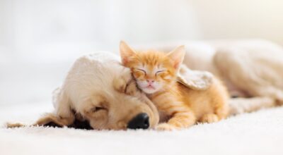 ¡A punto de entrar en vigor! La Ley de Bienestar Animal 2023: Lo que debes saber sobre perros y más