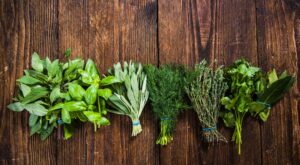 ¡Adiós chinches! 6 plantas aromáticas que mantienen tu hogar libre de insectos molestos