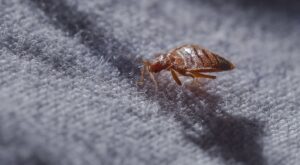 Plaga de chinches en España: una bailarina comparte sus picaduras y su insoportable picor