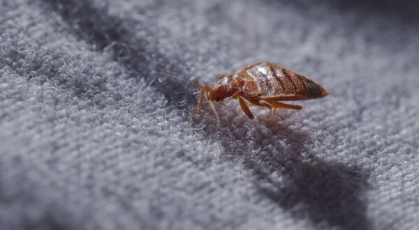 Plaga de chinches en España: una bailarina comparte sus picaduras y su insoportable picor