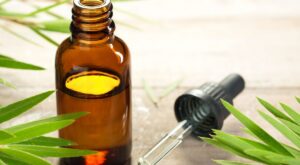 Aceite de árbol de té: Todo lo que necesitas saber sobre sus usos y propiedades
