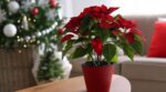Secretos de la flor de Pascua: Más allá de la Navidad, cómo mantenerla todo el año y hacerla reflorecer